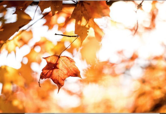 6 Must-Have Accessories for Your Fall Wardrobe - Cashmere Daisy
